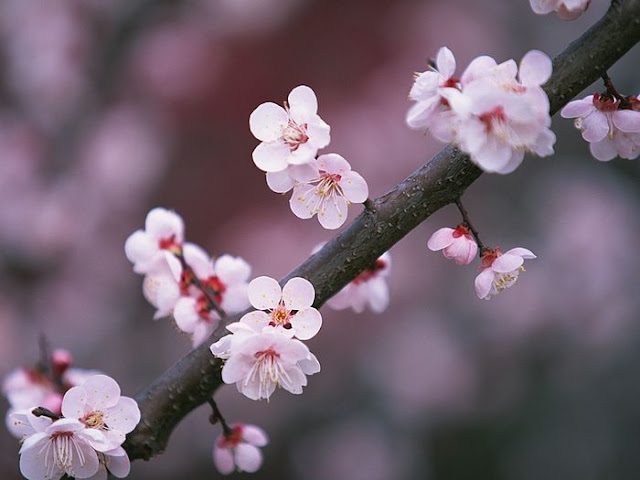 cherry blossom wallpaper. cherry blossom wallpaper