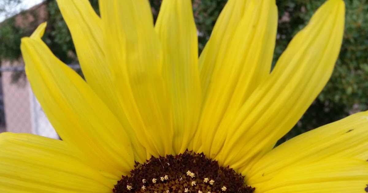 Back to the Basics! JUNE Seed Planting Guide for the US by Region