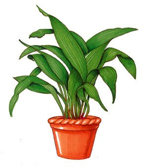 l'aspidistra