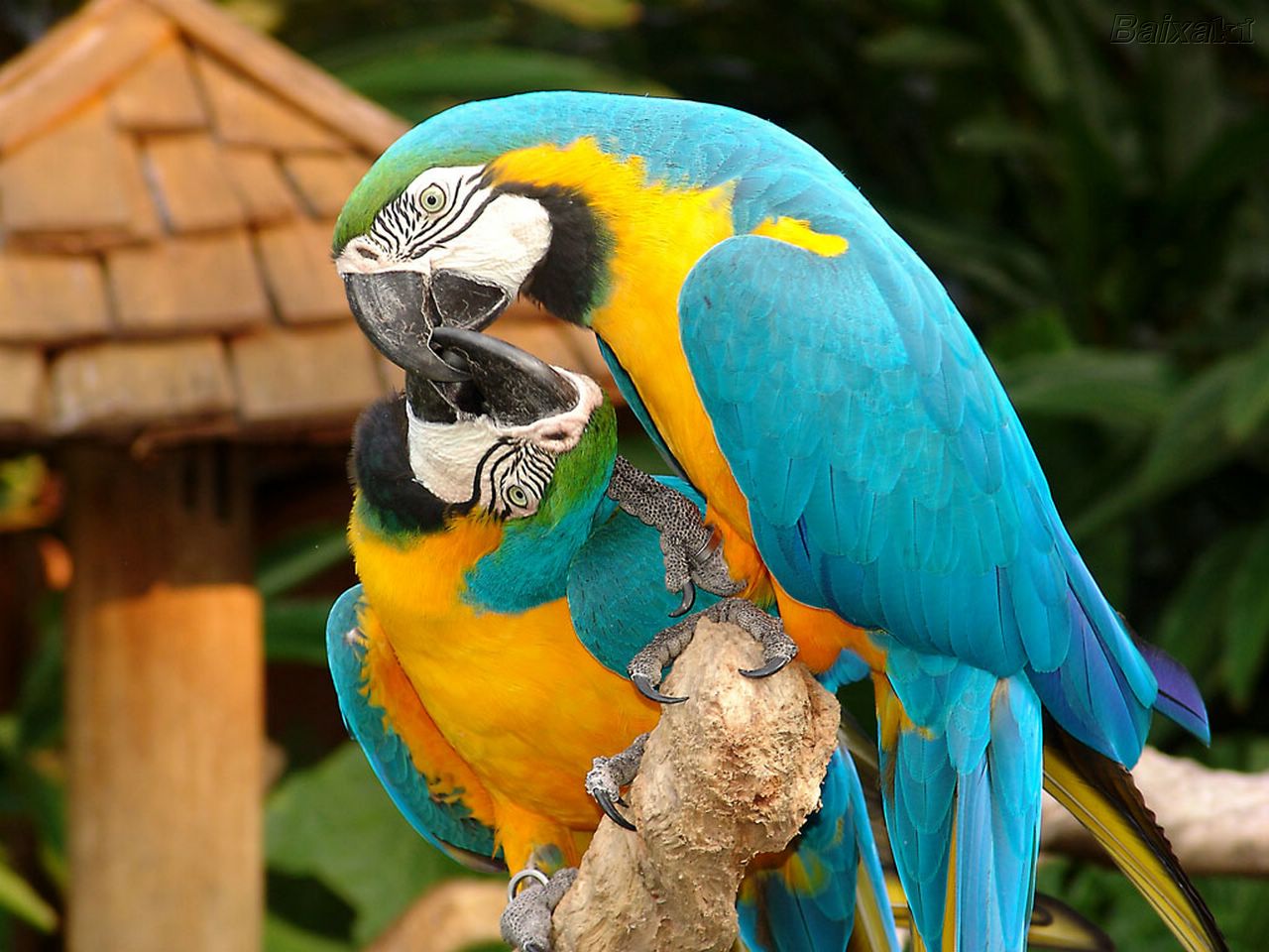 papagaio azul