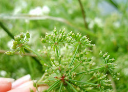 Berula erecta – Potocznik wąskolistny