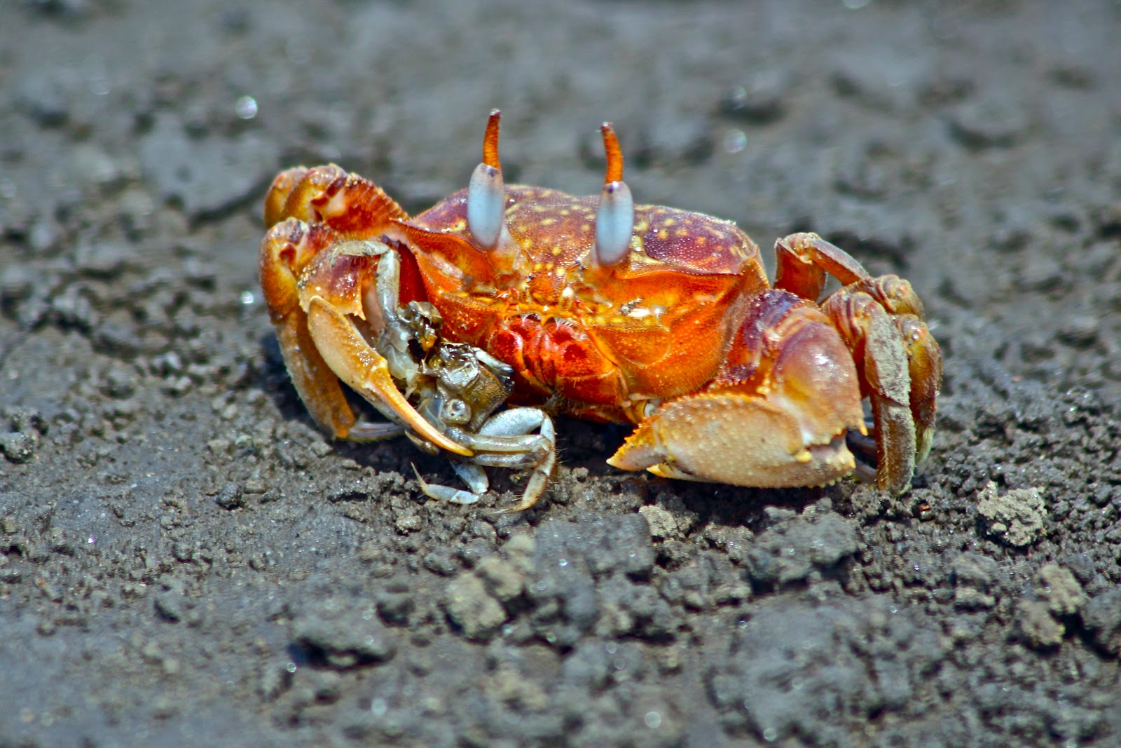 Nature Photography: Galapagos Crabs