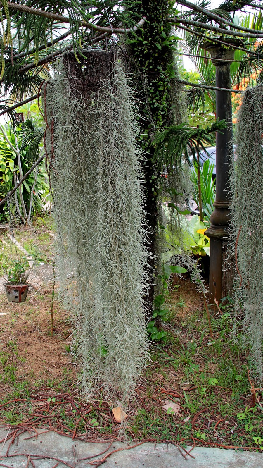 Flowers Around Us by Ridzwan MN Tillandsia usneoides Spanish Moss