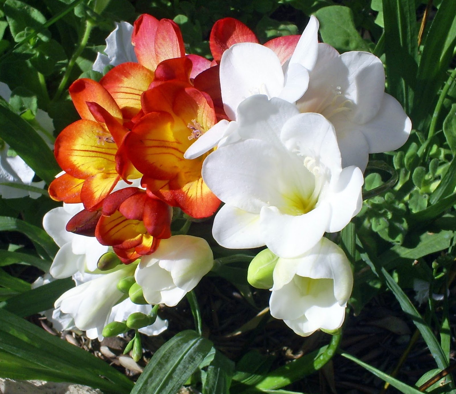 Brad's Tropical Paradise Growing freesia in Phoenix, Arizona