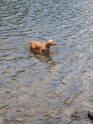 Turns out, dog loves the water