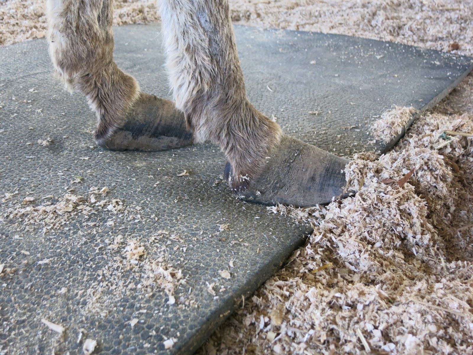 The Dancing Donkey Hoof Clinic part one