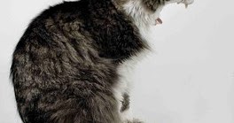 Cat With Hairball Not Eating Cat With Hairball Not Eating