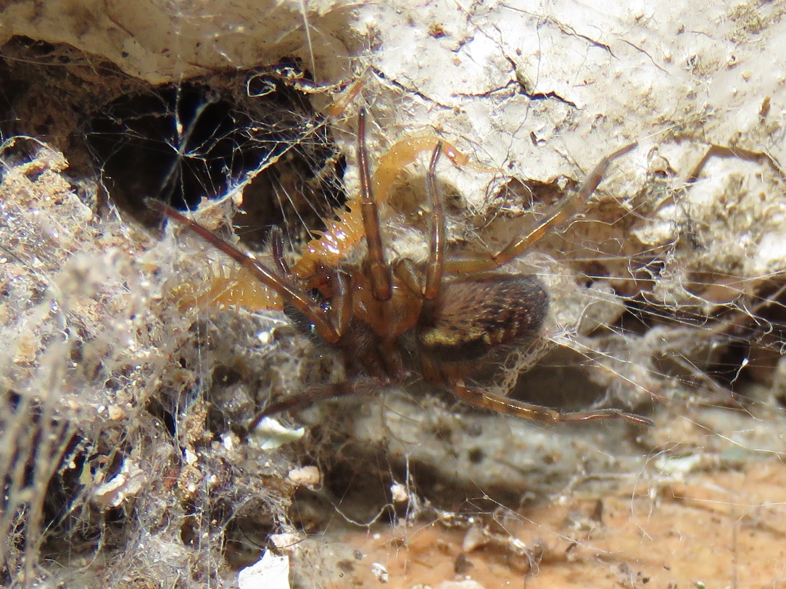 BugBlog Winter active spiders in the house