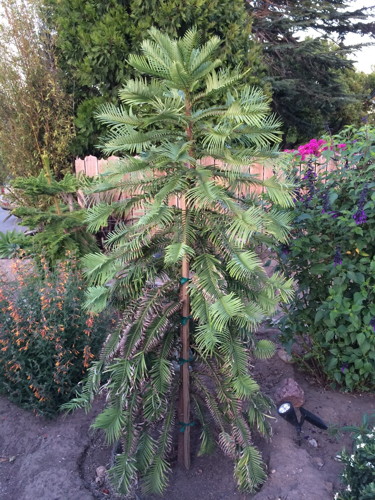 Trees of Santa Cruz County Wollemia nobilis Wollemia Pine