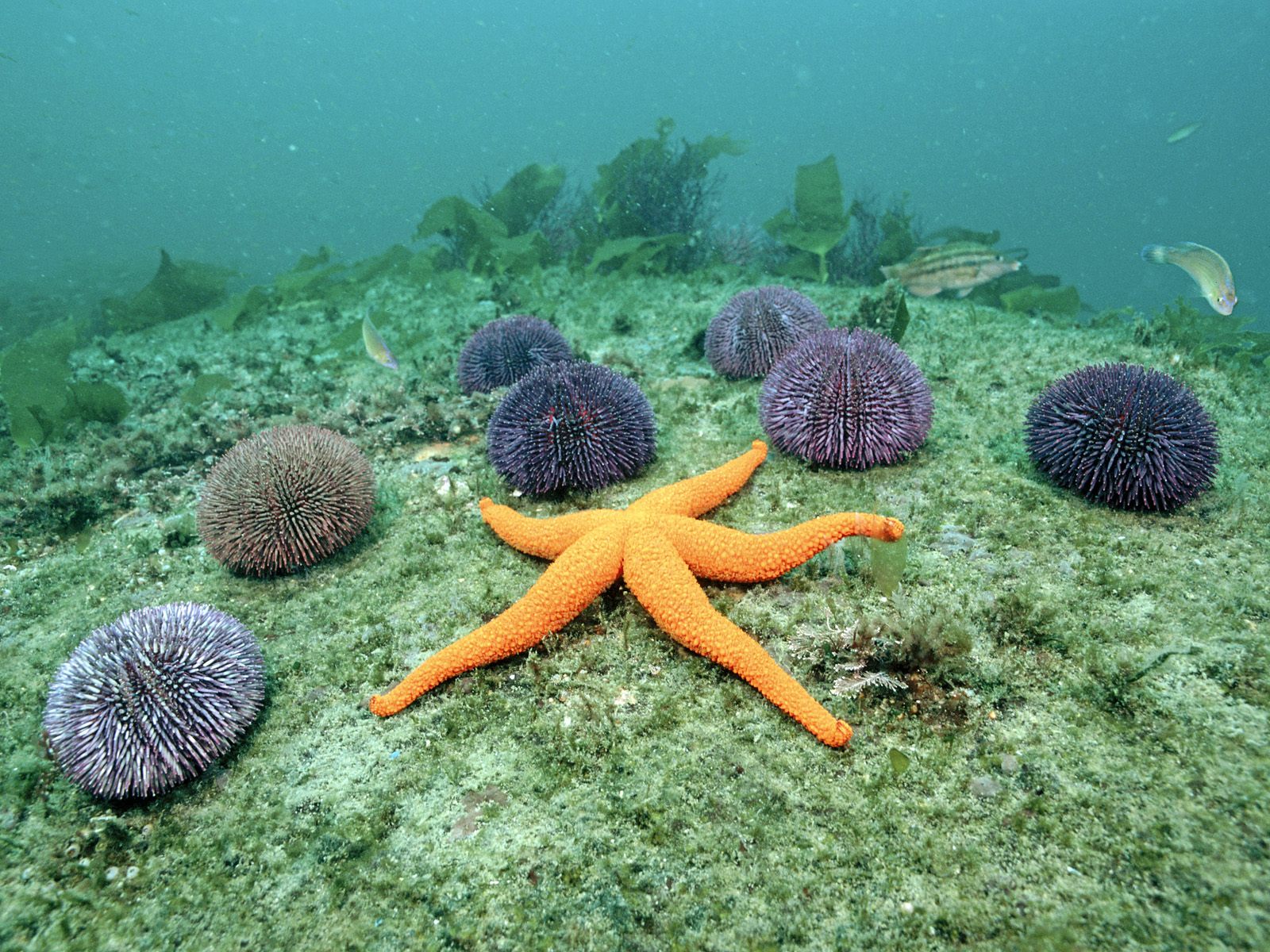 How do echinoderms eat?
