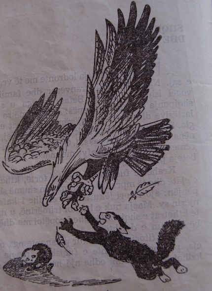 Shqiponja dhe macja SHQIPONJA DHE MACJA