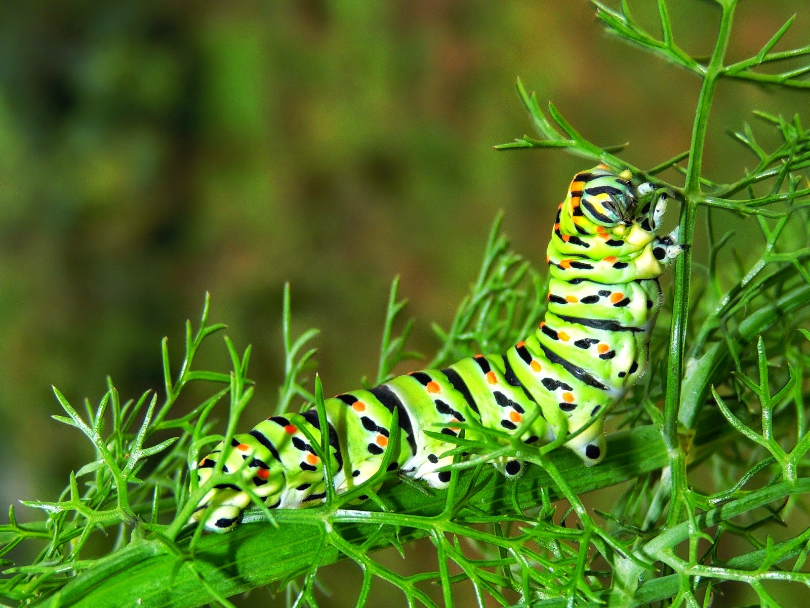 Oruga de Papilio machaon Oruga de Papilio machaon