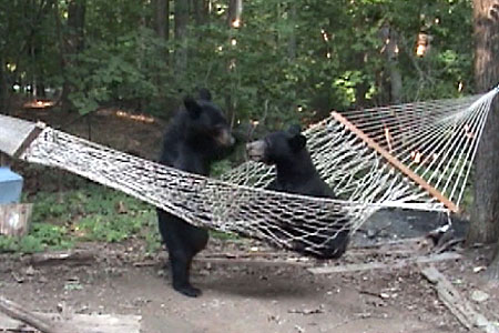 hammock+bears.jpg