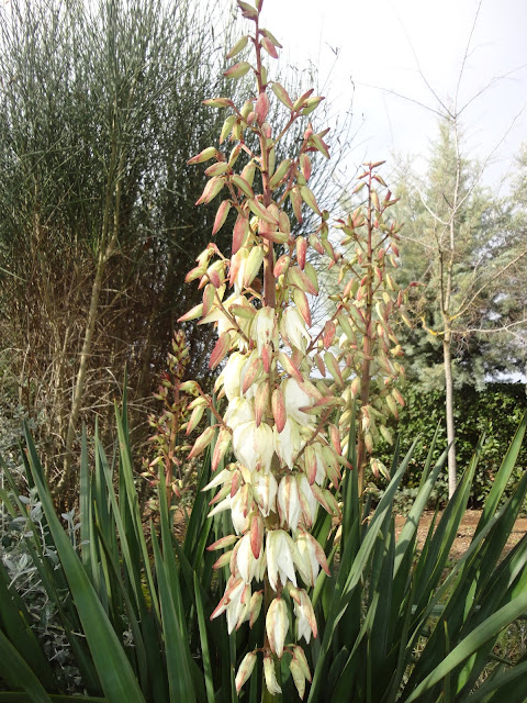 FLORACIÓN DE LA YUCCA ALOIFOLIA