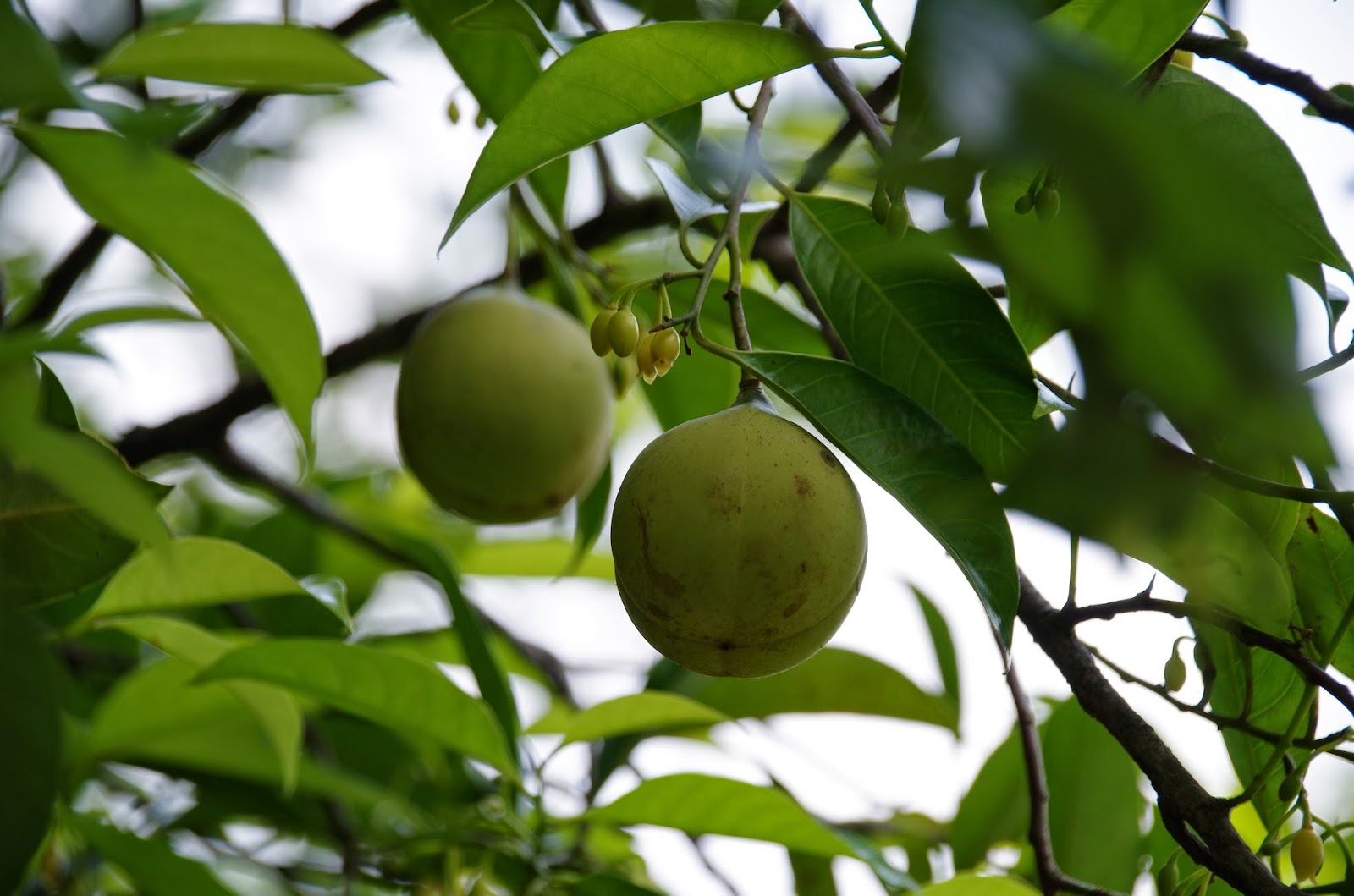 Trees and Plants Nutmeg