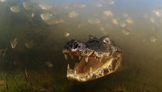 Concurso premia melhores fotógrafos de vida selvagem 5 5 Animais.jpg