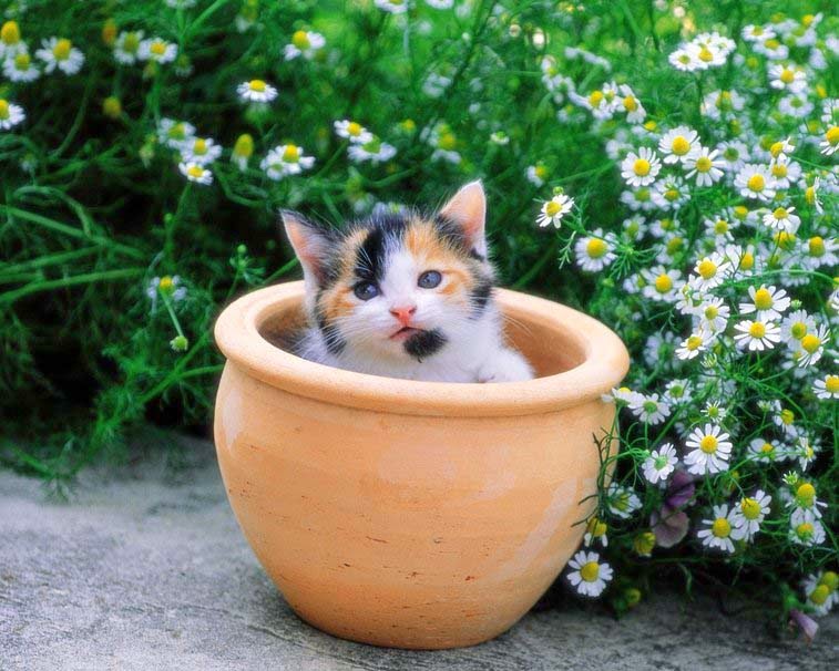 kitten-flowerpot-flowers kitten-flowerpot-flowers