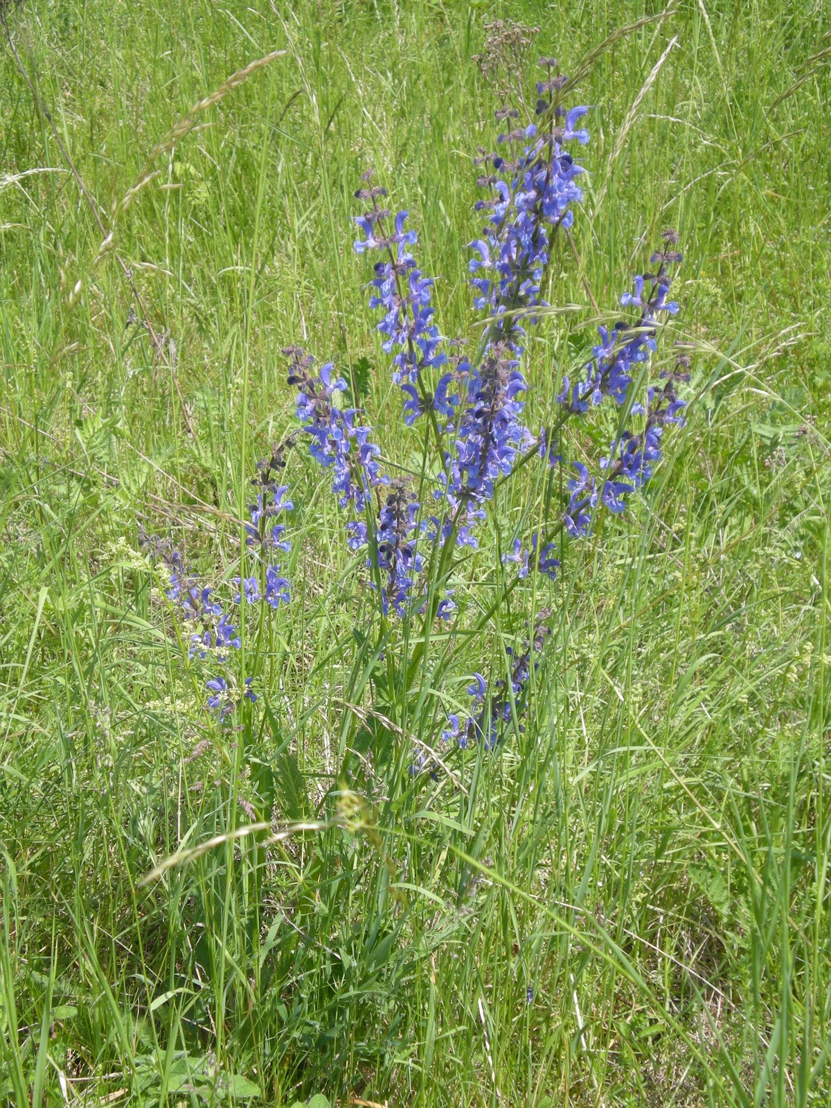common sage