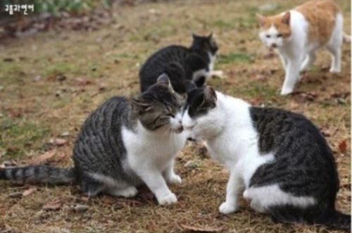 Kisah Kucing Yang Terbakar Cemburu Asmara [ www.BlogApaAja.com ]
