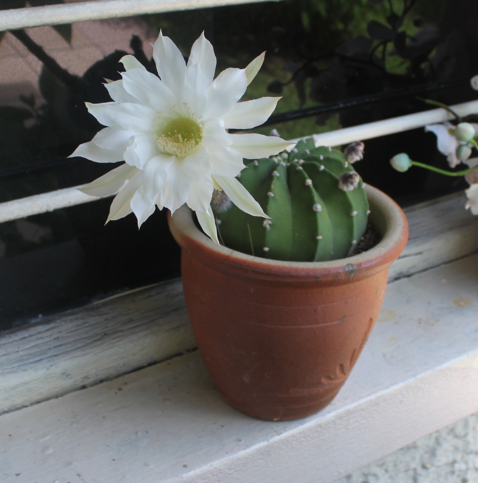 Xing Fu GOOD LUCK COMES WHEN CACTUS BLOOMS