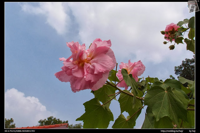 2013-10-01 中興小秘境-三色芙蓉花