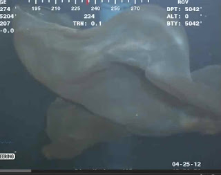 Mysterious Sea Creatures Captured by Video_2