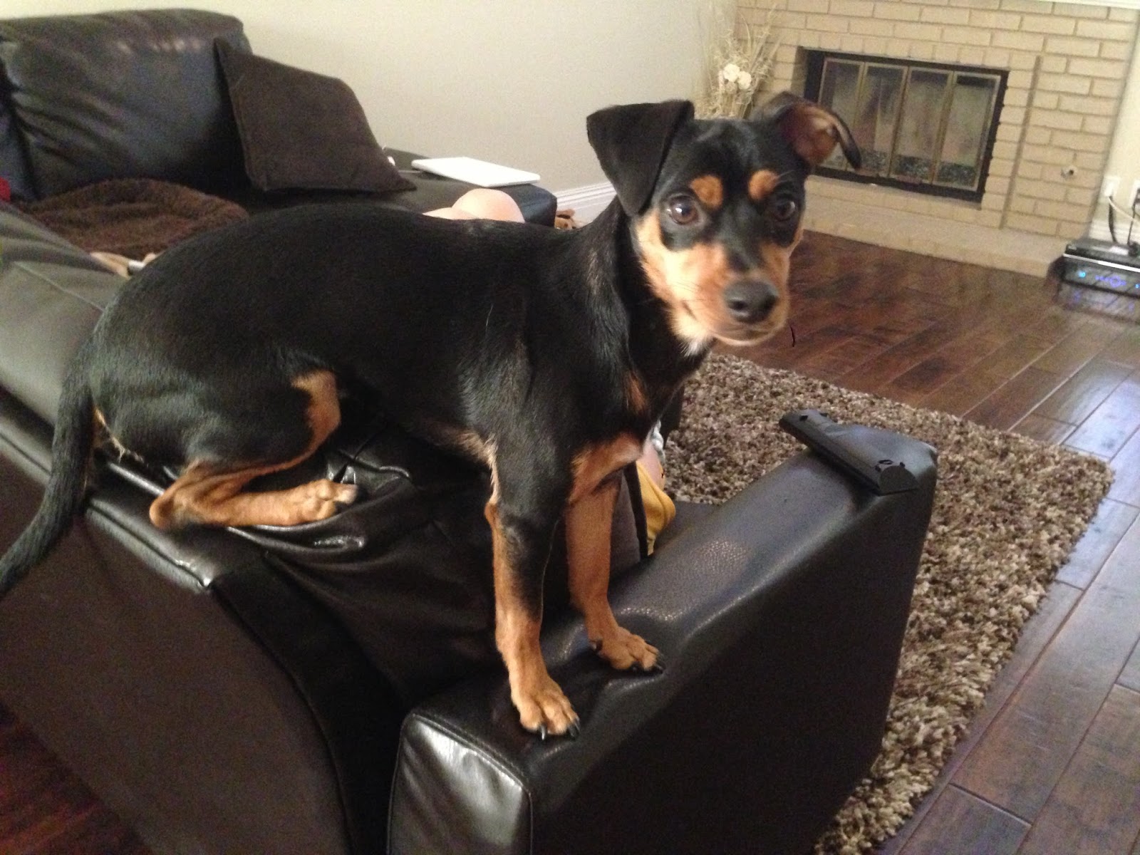 Dog Gets Stuck On The Couch Anze the DoxiePin Dog