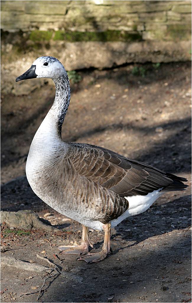 Bird Hybrids Swan Goose x Canada Goose