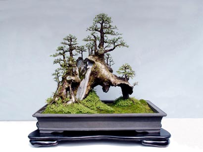 SENI BONSAI