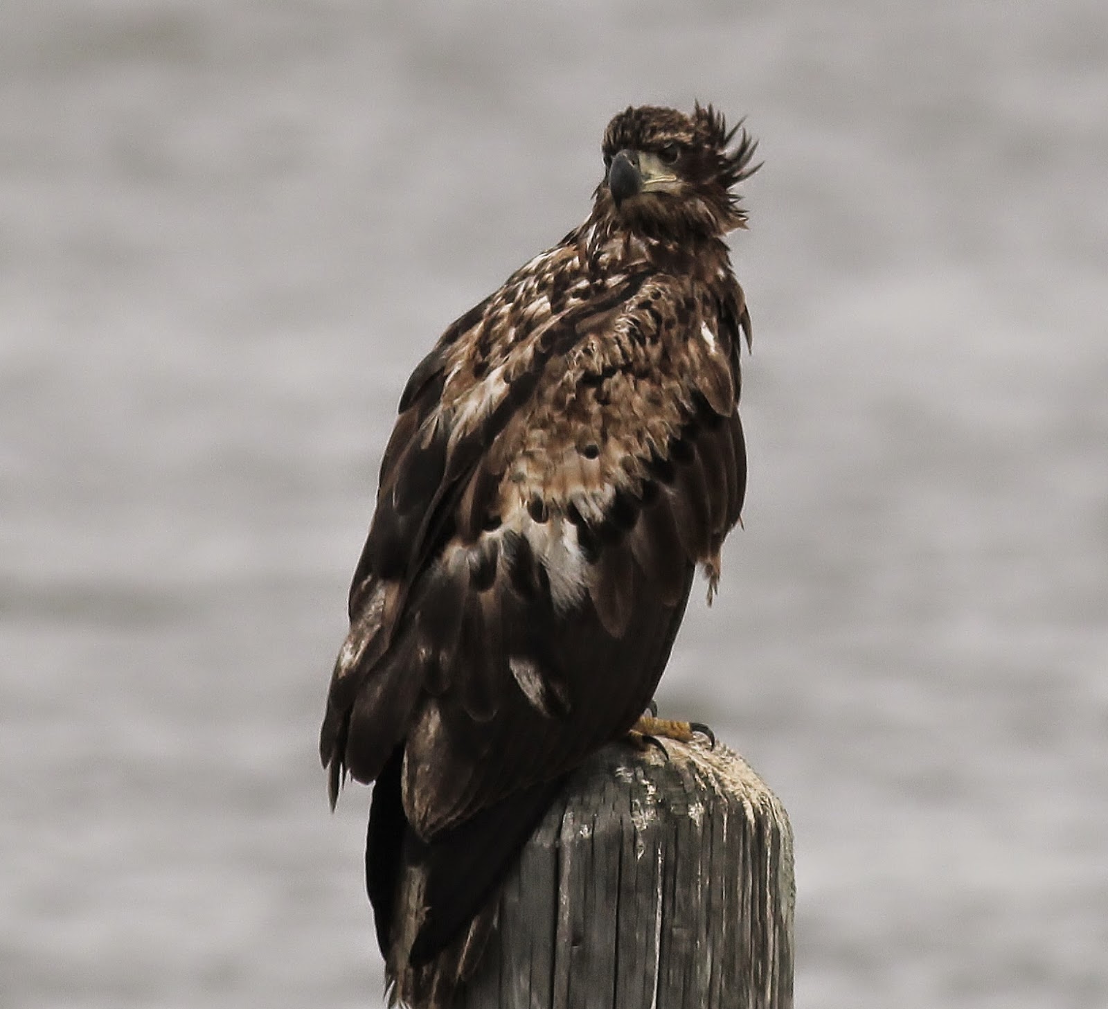 Nature on the Edge of New York City American Bald Eagle Spotted in