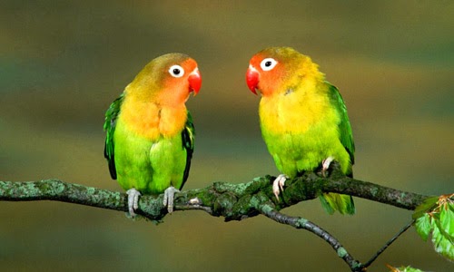 Gallery For Love Birds Images Picture Gallery