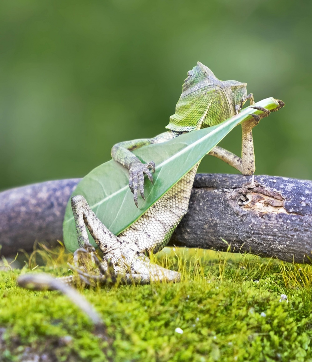 The 100 best photographs ever taken without photoshop - Rango plays guitar