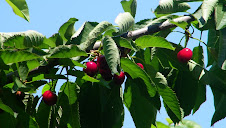 Les belles cerises