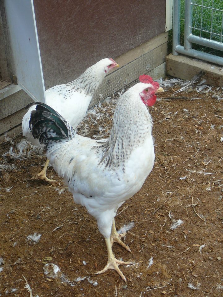 Smith Creek Farm Chicks for Sale