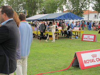 australian shepherd in Sintra 2013 dog show