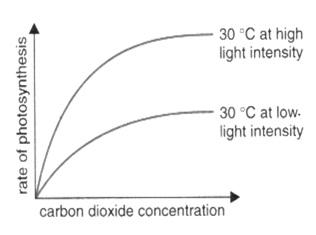 effect of light intensity essay Read biology - how light intensity affects the rate of photosynthesis free essay and over 88,000 other research documents biology - how light intensity affects the rate of photosynthesis biology coursework ўv does the light intensity affect the rate of photosynthesis the investigation in this experiment i will investigate. effect of light intensity essay Read biology - how light intensity affects the rate of photosynthesis free essay and over 88,000 other research documents biology - how light intensity affects the rate of photosynthesis biology coursework ўv does the light intensity affect the rate of photosynthesis the investigation in this experiment i will investigate.