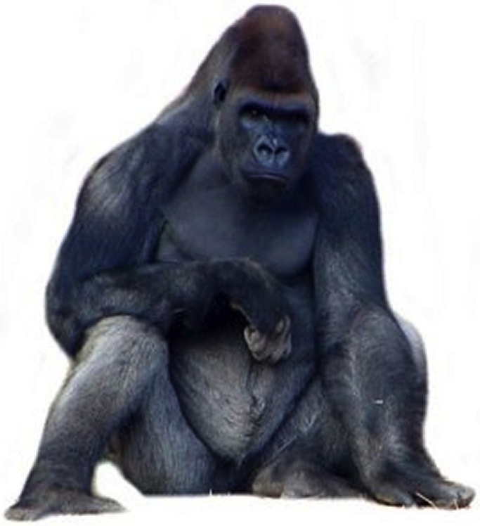 Do Gorillas Apes Chimps Wear Glasses Do Gorillas Apes Chimps Wear Glasses