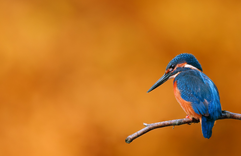 image-Thomas_Will_wi