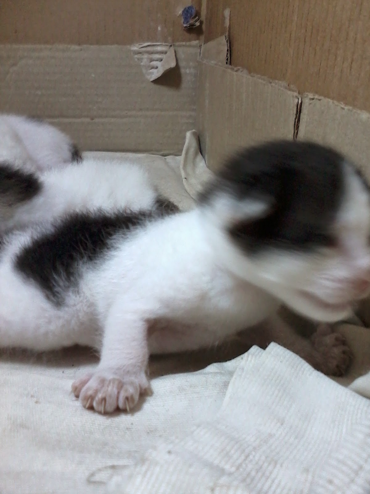 Anak Kucing Kampung Yang Lucu Bikin Gemes