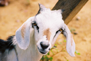 Cabrito.jpg