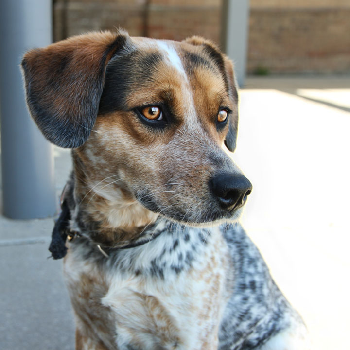 Beagle Mixes
