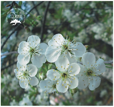 35+ Brazilian Wax Price PNG