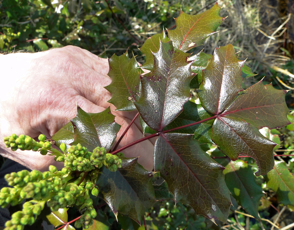 The Philosophical Forager Rich Mahonia Syrup