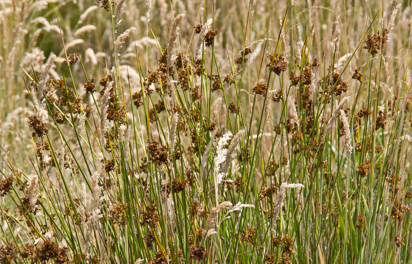 travelswithkathleen Tanner Springs Park