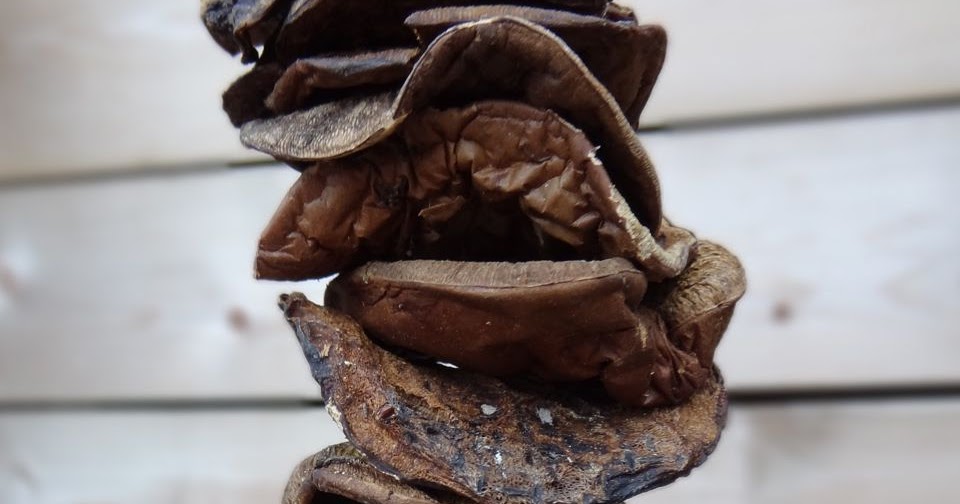 Scrumpdillyicious Polish Forest Mushrooms Podgrzybek