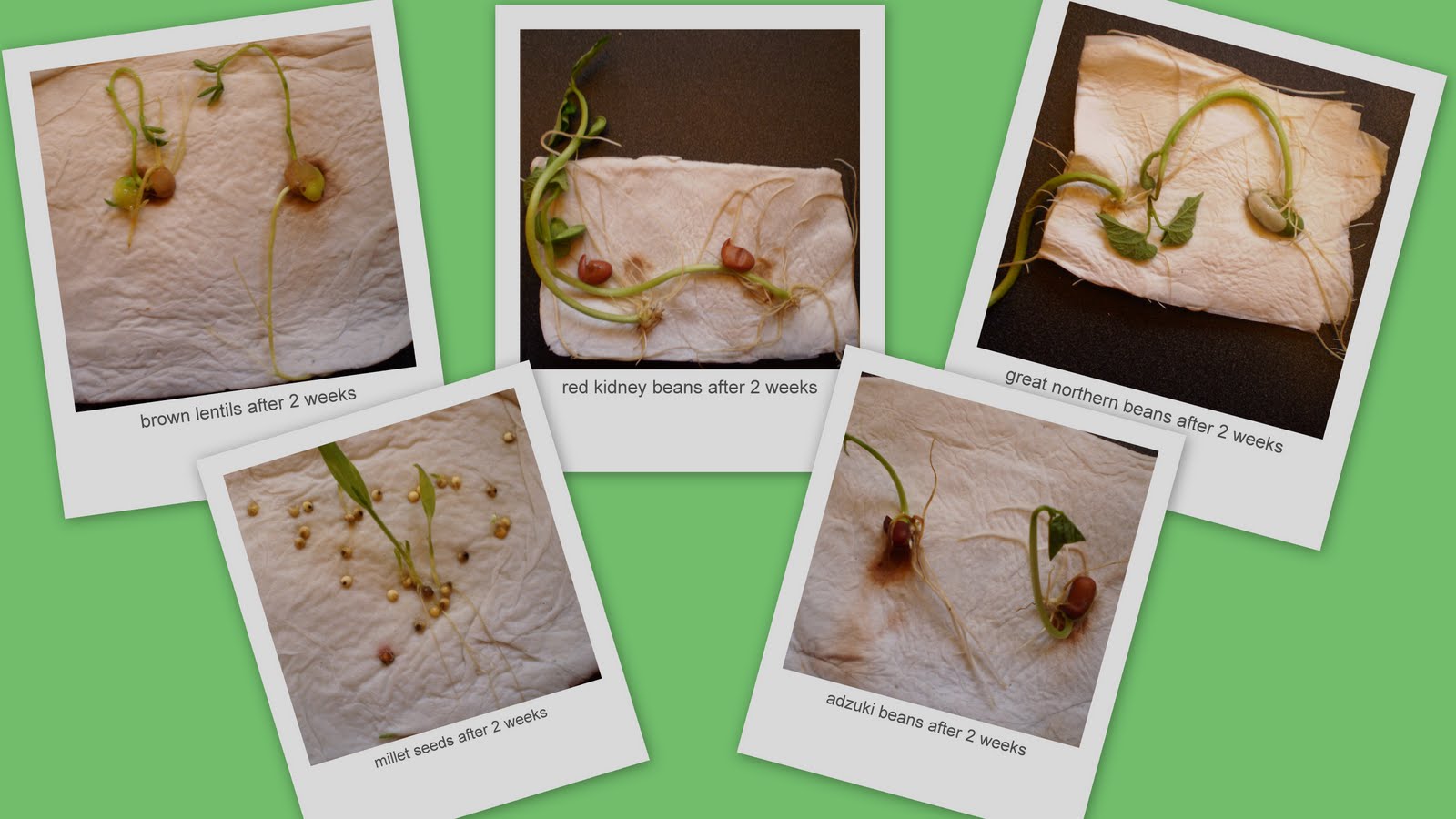 The Hemulen's Dress Geotropism