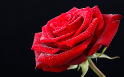 rose day gift for husband