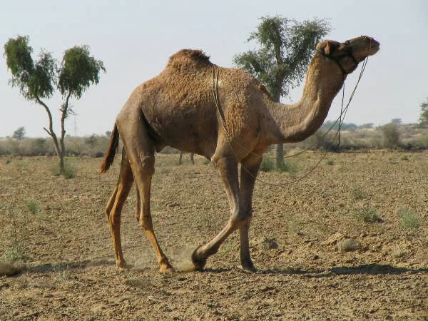 Camel Eid Qurbani Wallpapers Free Download