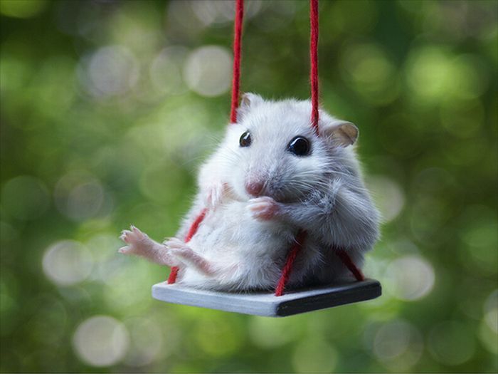 Featured image of post The Best 17 Fotos De Hamsters Chistosas