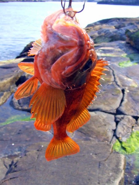 Golden sea perch